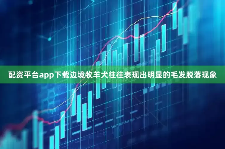 配资平台app下载边境牧羊犬往往表现出明显的毛发脱落现象