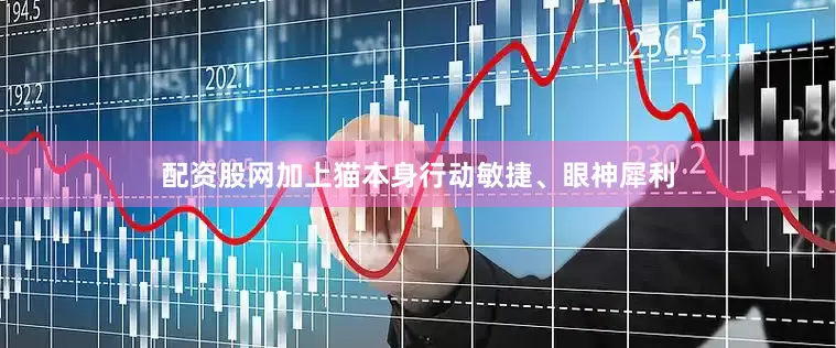 配资股网加上猫本身行动敏捷、眼神犀利